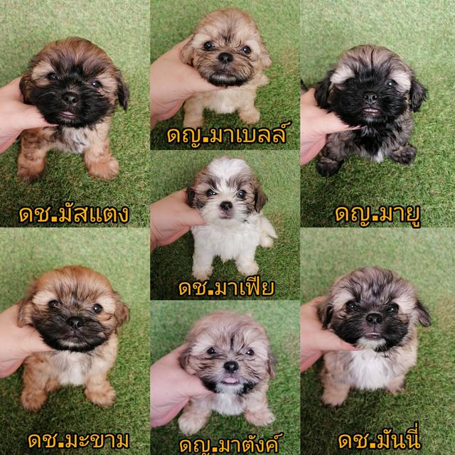 งบน้อยทางนี้ !! 3000 ทุกตัว ชิสุห์ผสมพุดเดิ้ล ชิสุห์ผสมชิวาว่า พร้อมย้าย