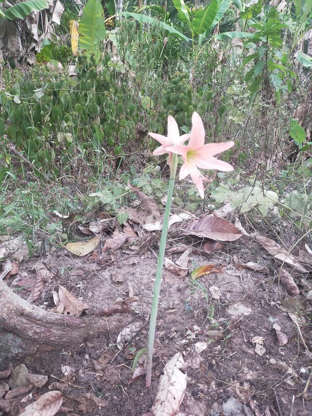 ต้นไม้มงคลนำโชคมหารวย รูปที่ 2