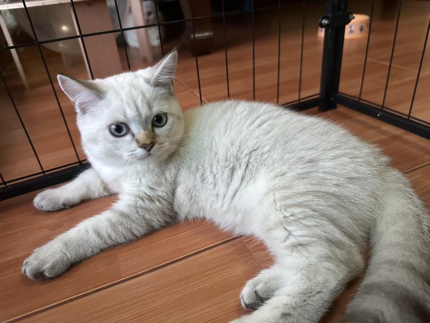 สก๊อตติชผสมมัชกิ้นผู้หญิง