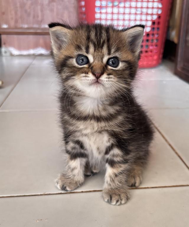 เปิดจองแมวสก็อตติชแท้ 2