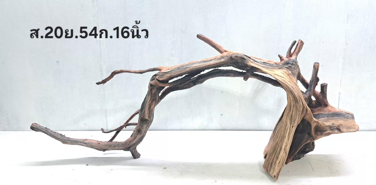 Treestump​ตอไม้ราก​ตกแต่ง​
