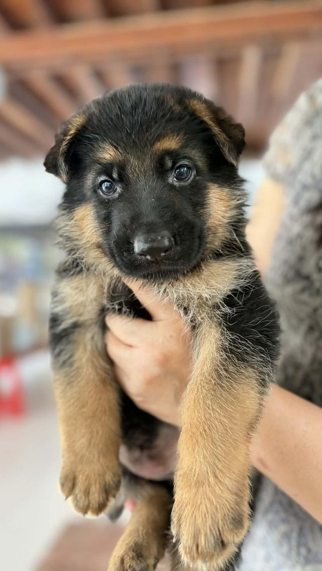 ลูกสุนัขพันธุ์เยอรมันเชพเพิร์ด รูปย่อยที่ 3