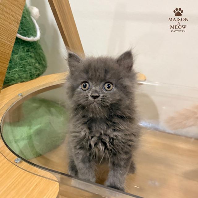 เปอร์เซียแท้เพศผู้ สีครีมสีบลู รูปที่ 5