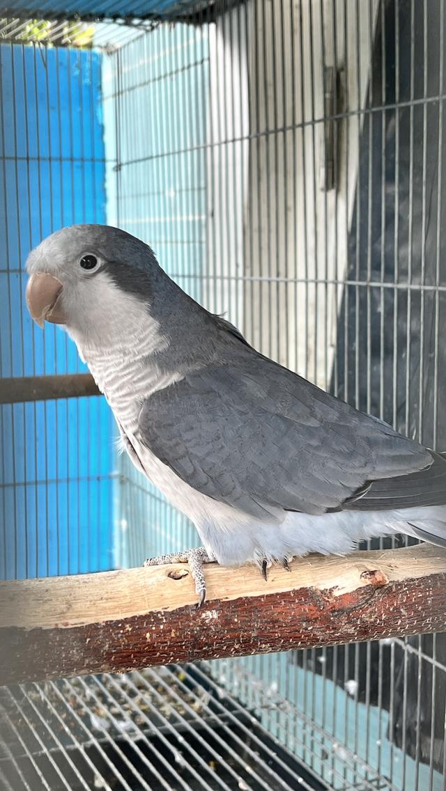 นกแก้วม๊องค์ Monk parrot