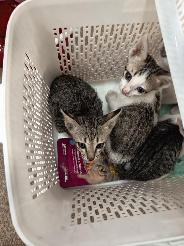 แมวไทย อายุ2ด อยู่กทม