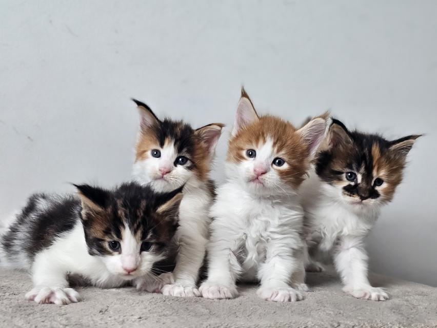 ลูกแมวเมนคูนแท้ เพศเมีย 7