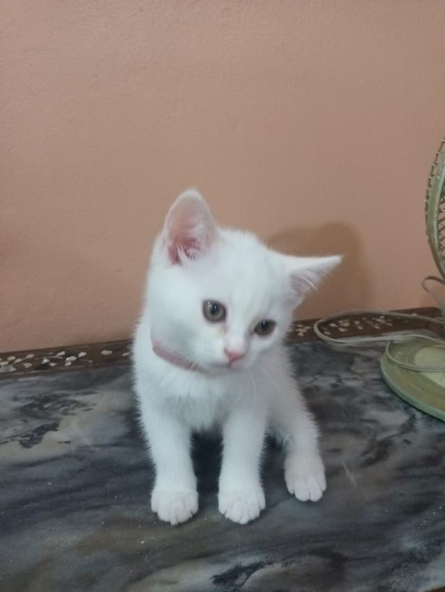 ลูกแมวสก๊อตติสโฟลด์ราคา2500-3000 รูปย่อยที่ 1