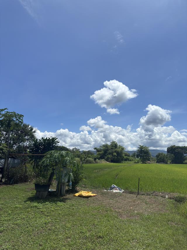 ขายที่บ้านพร้อมที่ดิน นาสวยๆ วิวดีมาก  เหมาะสำหรับทำบ้านสวน ร้านคาเฟ่  8