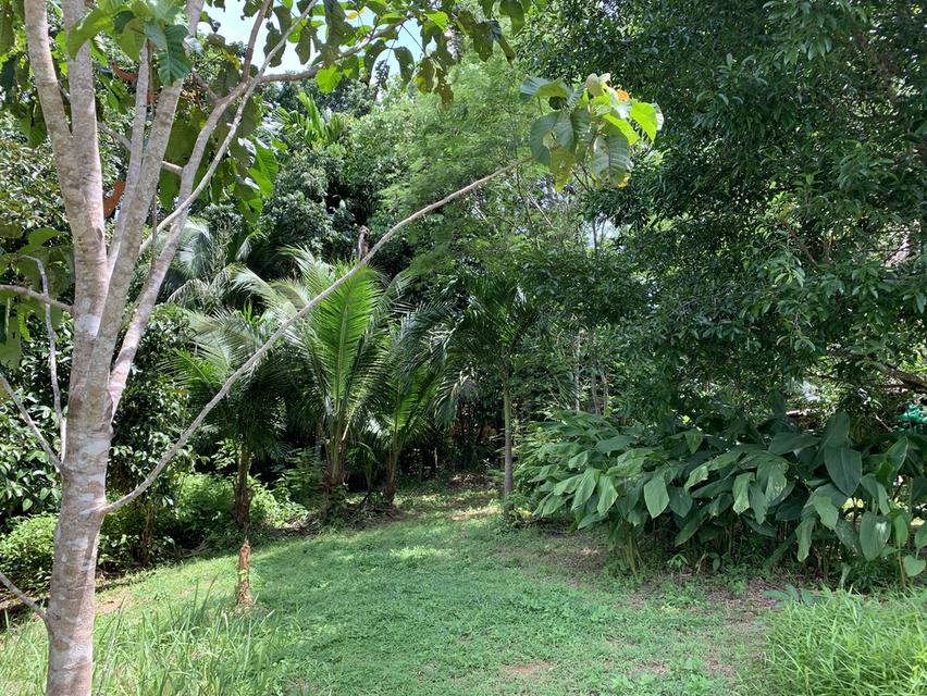 ที่ดิน7ไร่ 3