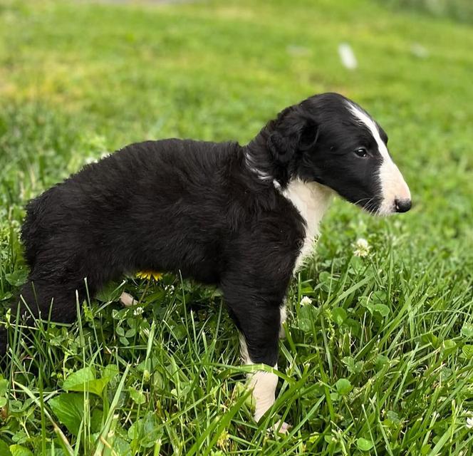 หาบ้านให้สุนัข Borzoi พันธุ์แท้ 100%