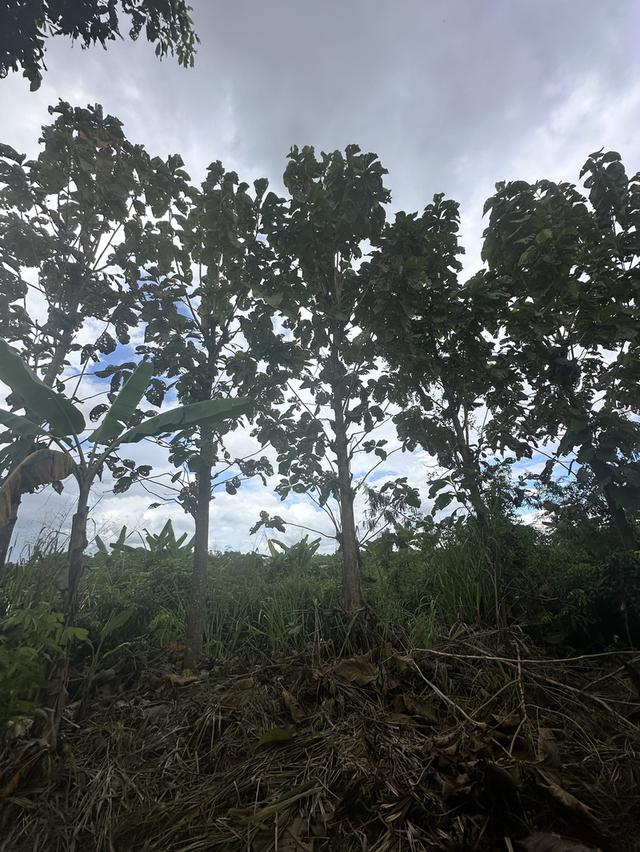 ที่ดิน 6