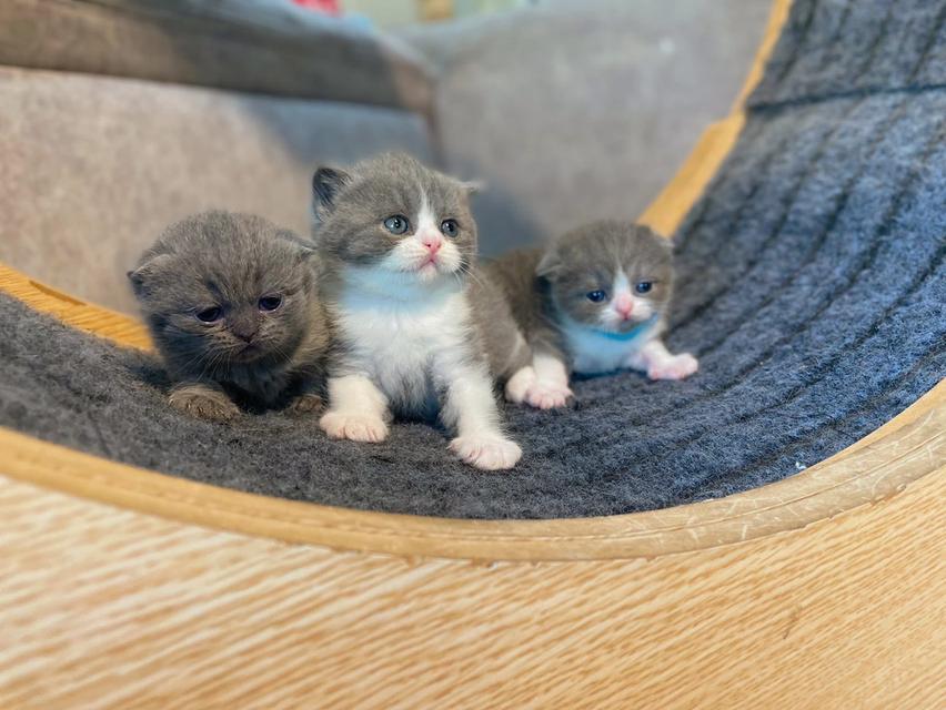 ลูกแมวพันธ์สก๊อตติชโฟลด์