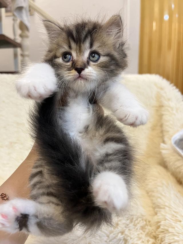 แมวเปอเซียแท้ สีครีม ลายเสือ รูปที่ 9