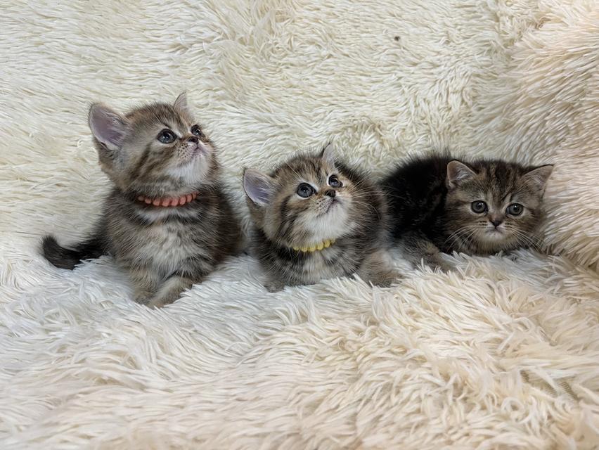 แมว EXO ติก 🔥🔥🙂🙏สีบลู