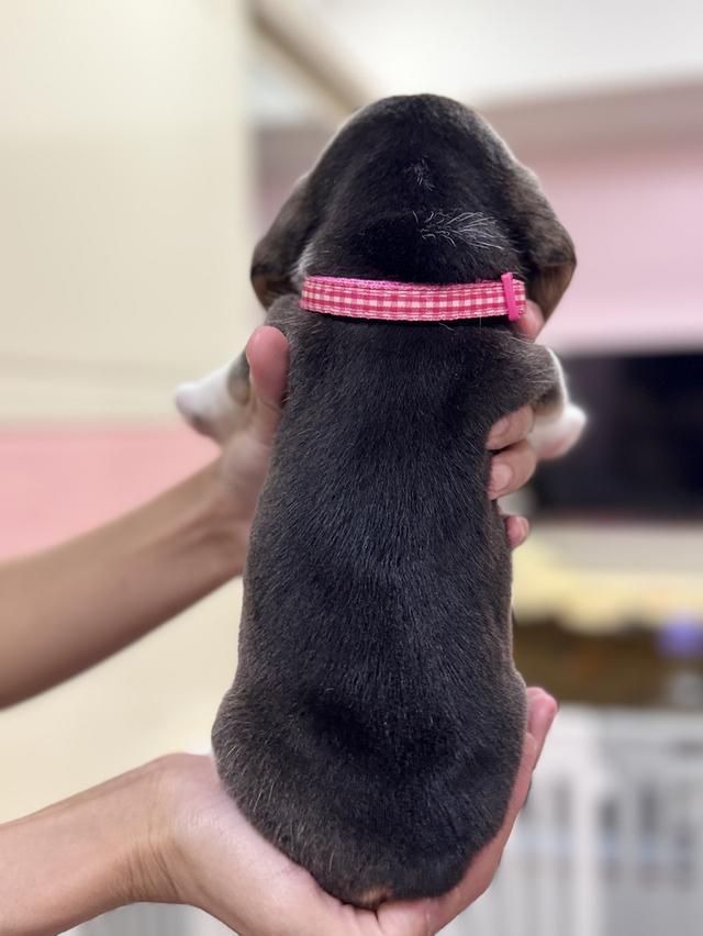 บีเกิ้ล (Beagle) 💯 8