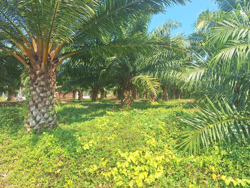 สวนทุเรียนแปลงเล็กระยอง 2