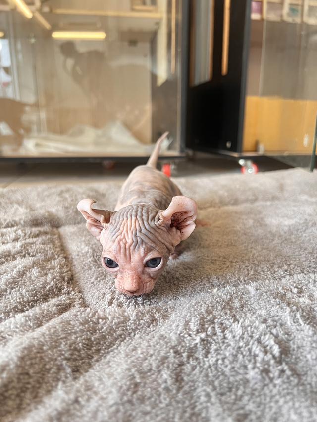 ลูกเเมวพันธ์สฟิงซ์ผู้หญิง