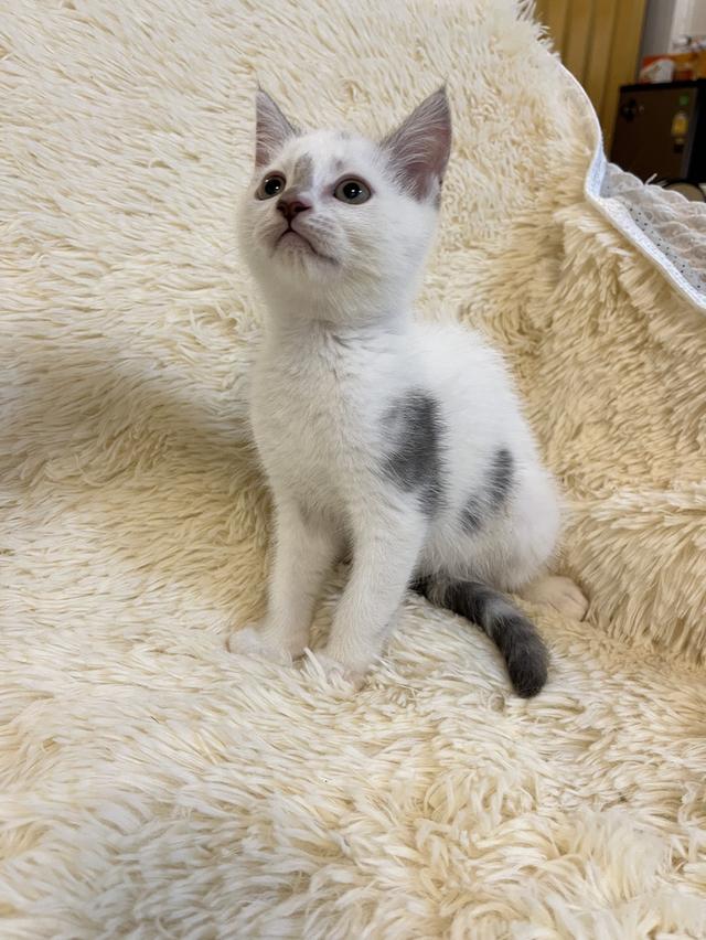 แมวสก๊อตติชโฟแท้   เด็กเด็กน่ารักมาก 20