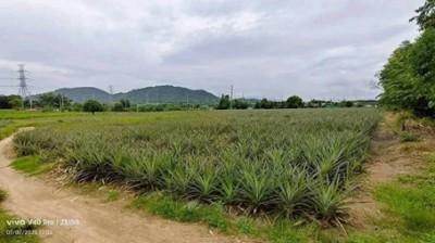 ขายที่ดินหนองอิรุณบ้านบึงชลบุรี ขายที่ดิน 15 ไร่ อยู่ใกล้นิคมAsiaClean พื้นที่สีเหลือง 2