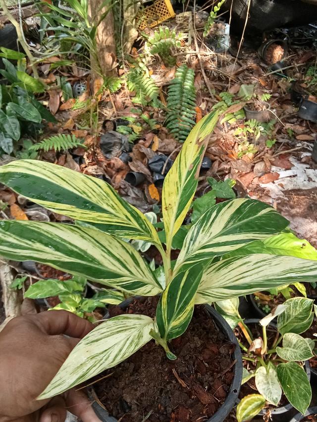 ต้นไม้  ไม้ดอกไม้ประดับ รูปที่ 7