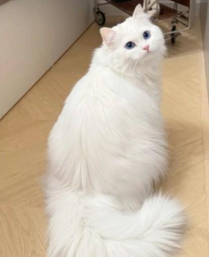 แมว เปอร์เซีย สีขาว น่ารัก 3
