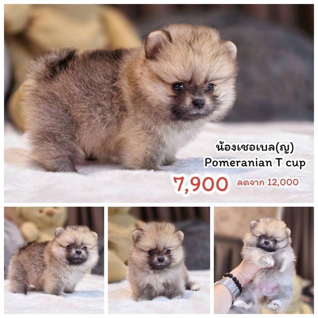 ปอมเมอเรเนียนแท้ ทีคัพ เพศเมีย