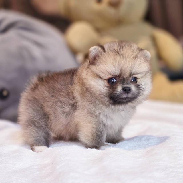 ปอมเมอเรเนียนแท้ ทีคัพ เพศเมีย 6