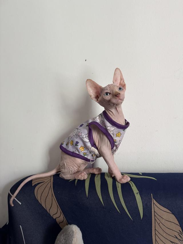 แมวสฟิงซ์