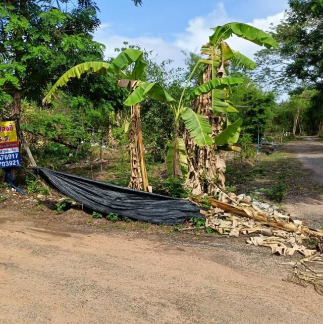 ขายที่ดินติดรั้วรพ.ศูนย์มะเร็งอุดร138ตรว. 2