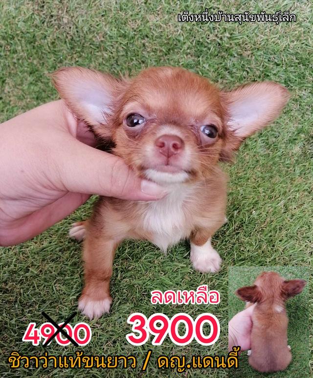 ชิสุผสมพุดเดิ้ล ชิสุห์ปอม ชิสุห์ชิวาว่า ชิวาว่าขนยาว