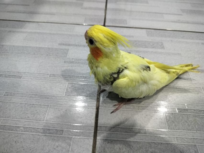 นกค๊อกคาเทลสีเหลืองแก้มแดง รูปที่ 2