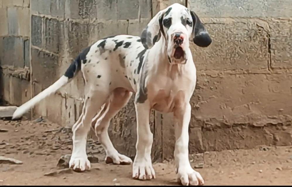 เกรทเดน Great dane for sale รูปที่ 7