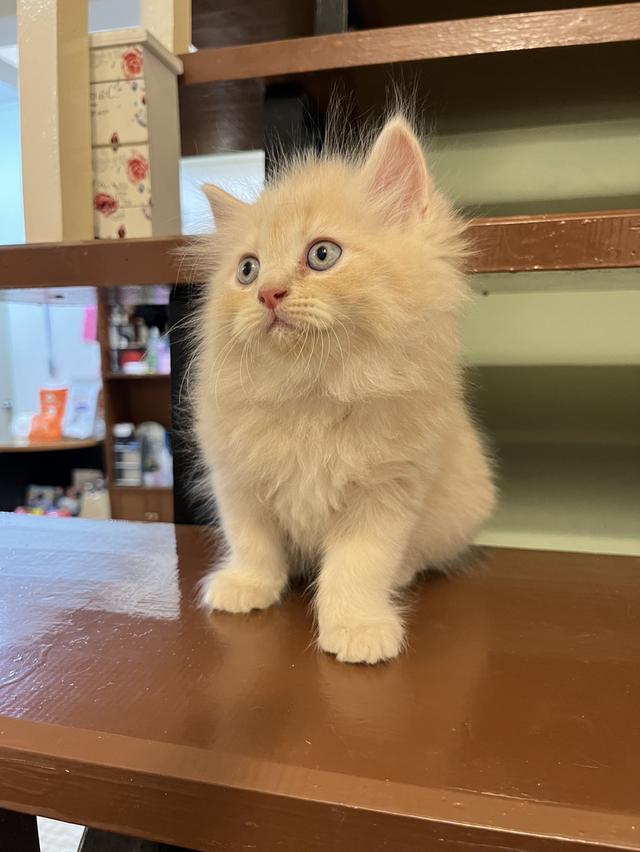 น้องแมวเปอเซีย สีส้มสีครีม 🔥🔥🙏 รูปที่ 14