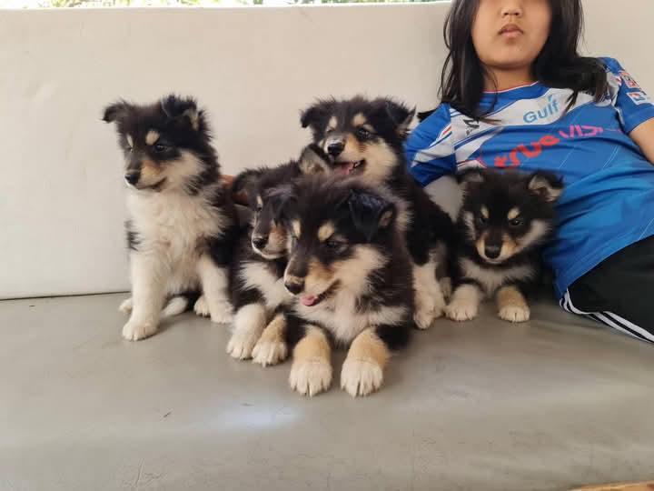 ลูกหมาน้อย Dog Collie น่ารักทุกตัว