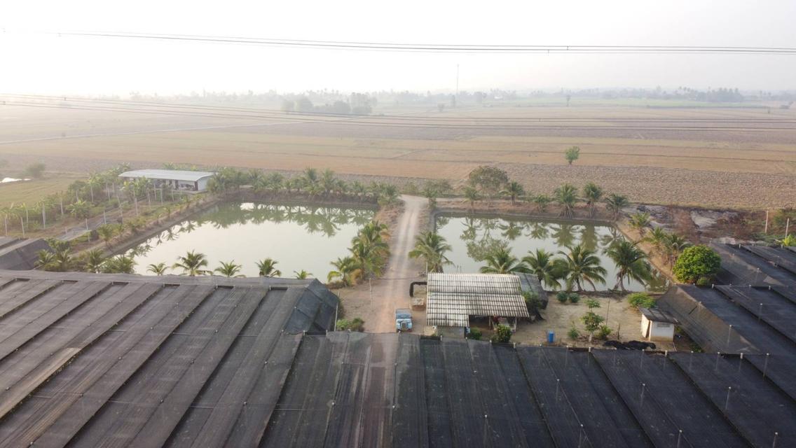 💫ขายที่ดิน💫 พร้อมโรงเรือนกล้วยไม้ 43ไร่ 2งาน กำแพงแสน นครปฐม เพียง 650,000/ไร่ 5