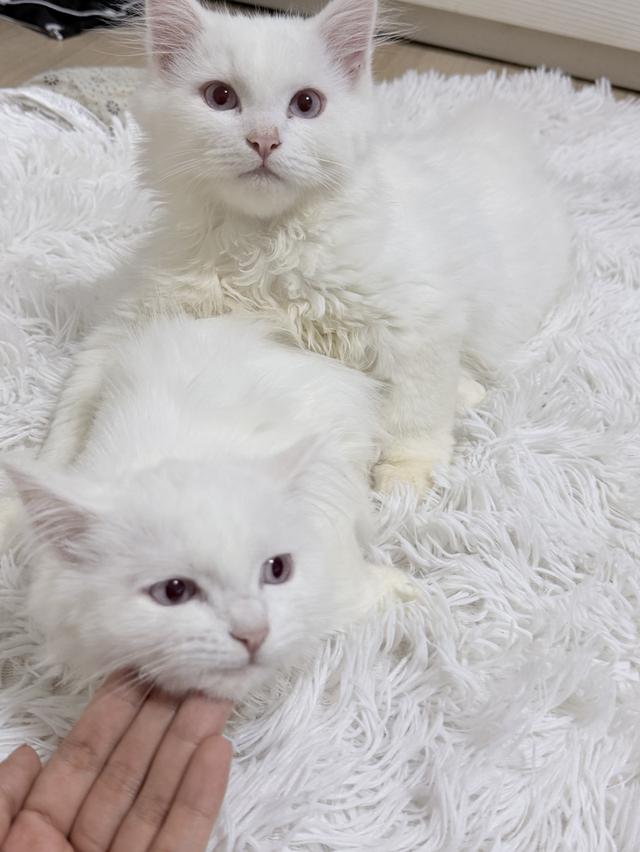 maine coon mixed cats