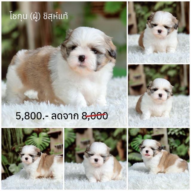 ชิสุแท้ พิกัดรามอินทรา รูปย่อยที่ 3