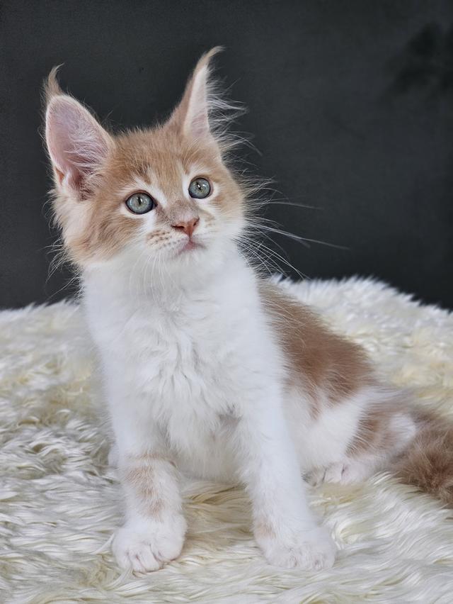 ลูกแมวเมนคูน เพศเมีย  8