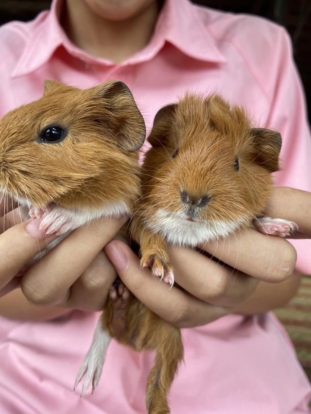 เปิดไฟเขียวหาบ้านใหม่! หนูตะเภาคู่ผู้-เมีย วัยละอ่อน 🐹✨1เดือน18วัน