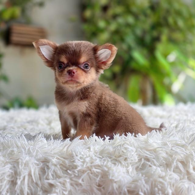 chihuahuaขนยาวสีช็อคหนุ่มหล่อ รูปย่อยที่ 3