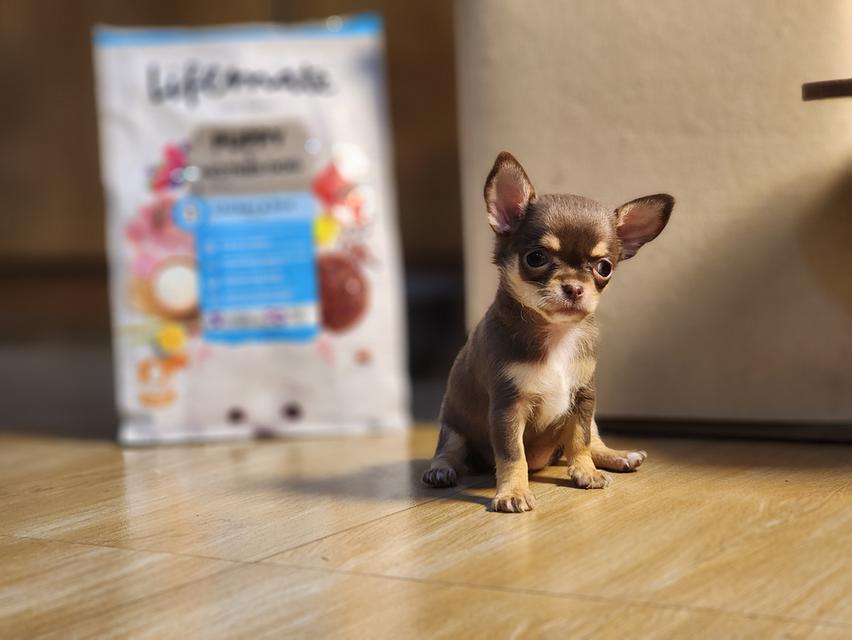 ชิวาวา ทีคัพ สีช๊อก ผู้หญิง อ้อนๆค่า วัคซีนแล้วสุขภาพแข็งแรงค่า 😊