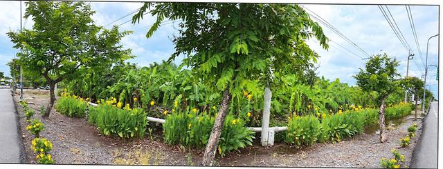 🌿 ขายที่ดินแปลงใหญ่ ติดถนนคลองเก้า เขตหนองจอก กรุงเทพมหานคร 2