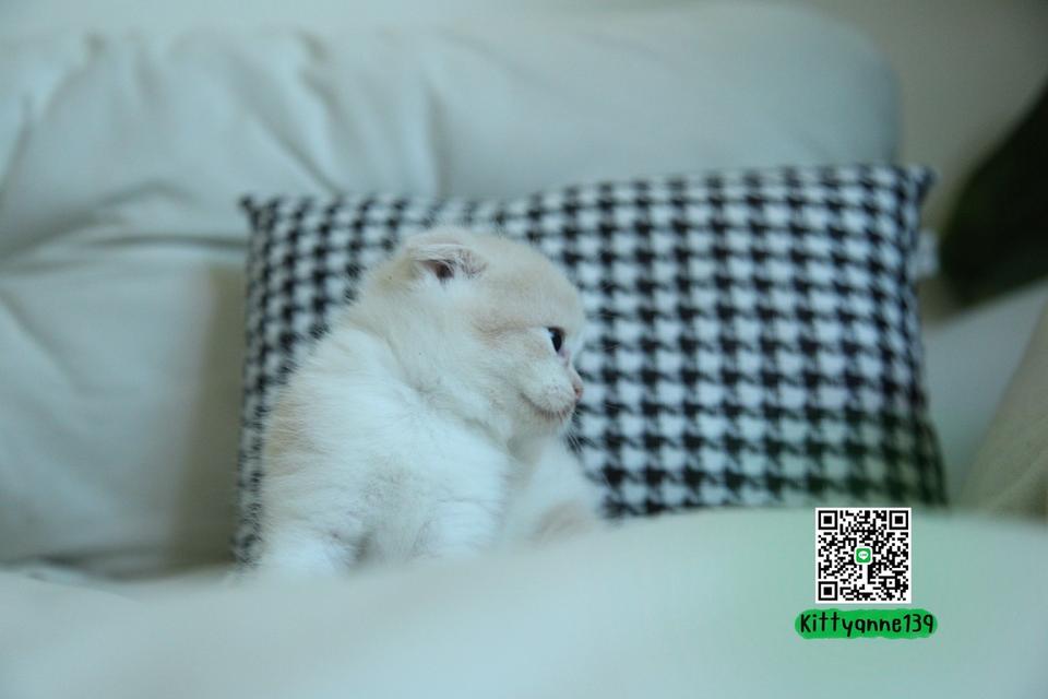 แมวสก็อตติชโฟลด์แท้พ่อพกใบwcf 12