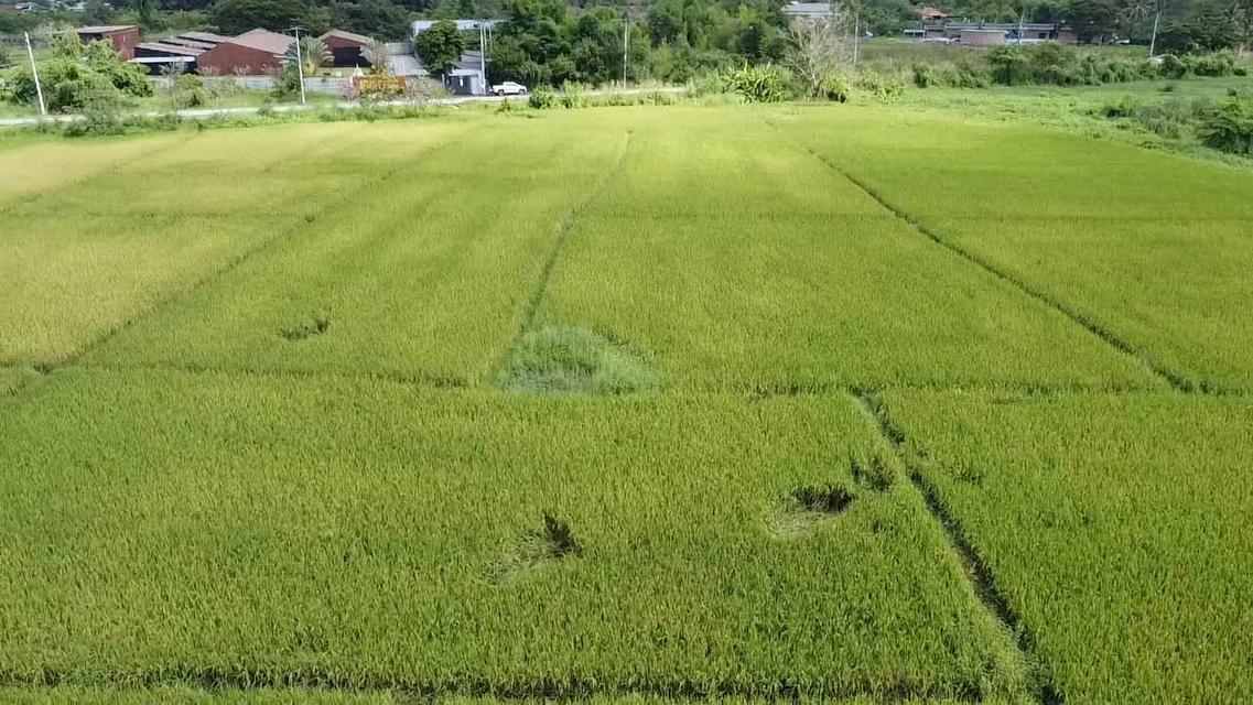 ขายที่ดินทำเลทอง อ.หางดง จ.เชียงใหม่ 3