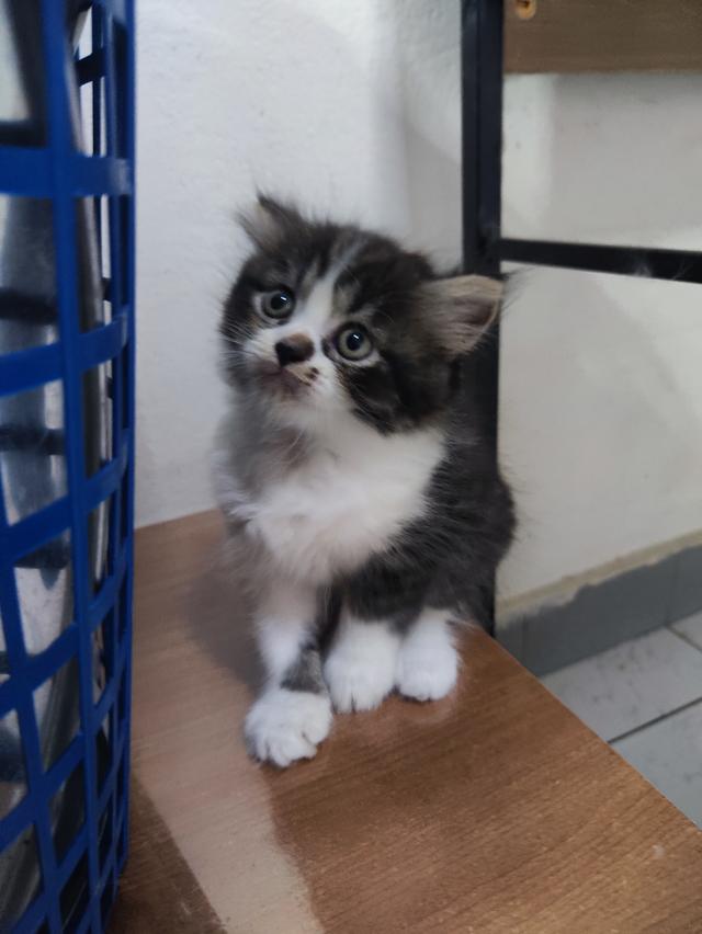 ลูกแมวพันธ์เปอร์เซีย....แท้ร้อย100% 2