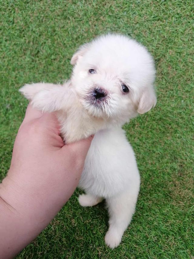 ชิสุห์ปอม หญิง น่ารัก พร้อมย้าย