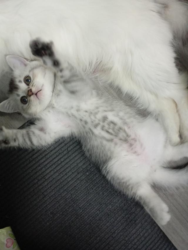 แมวบริติช🎂09/09 2