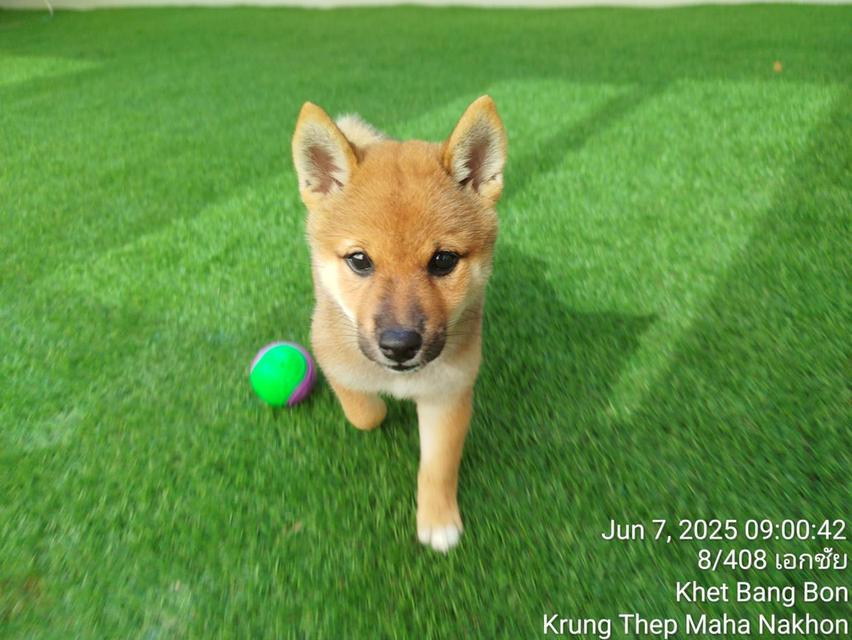 ลูกชิบะอินุ พันธุ์แท้ Shiba Inu ขายด่วน 9