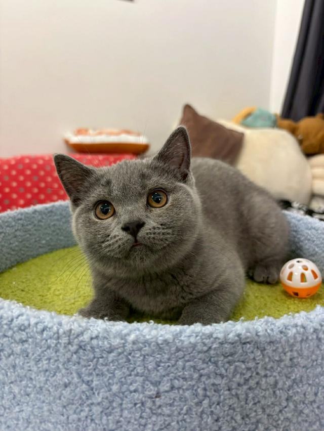 British Shorthair พร้อมใบ WCF ดช