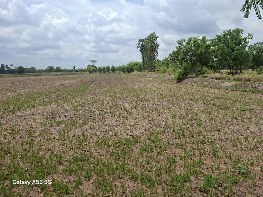 ขายที่ดิน 31 ไร่ 322 ตร.วา ติดถนนใหญ่ หนองขาหย่าง อุทัยธานี ผังเมืองสีชมพู 9